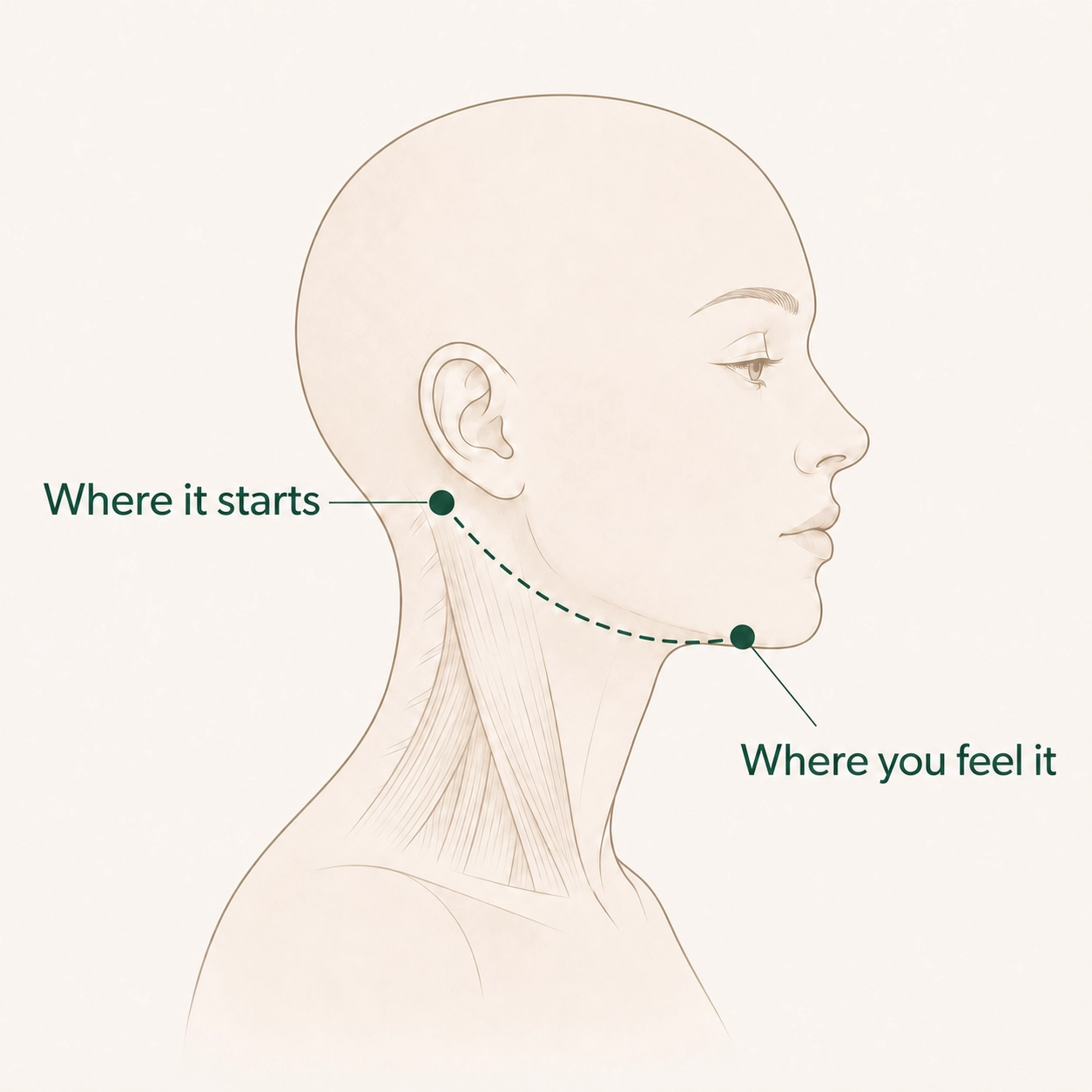 The signal doesn't start in your jaw. It starts behind it.